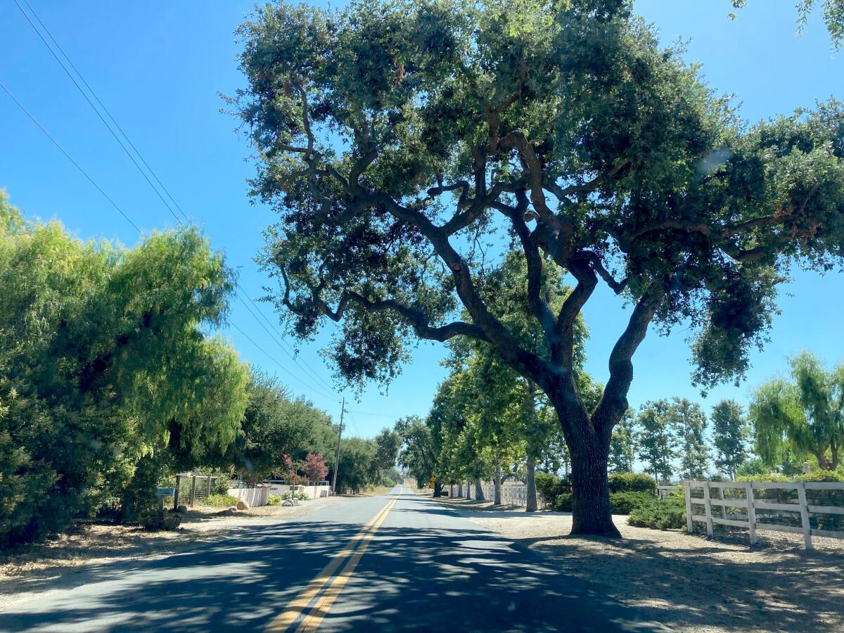 A tree shades a road in Santa Ynez.