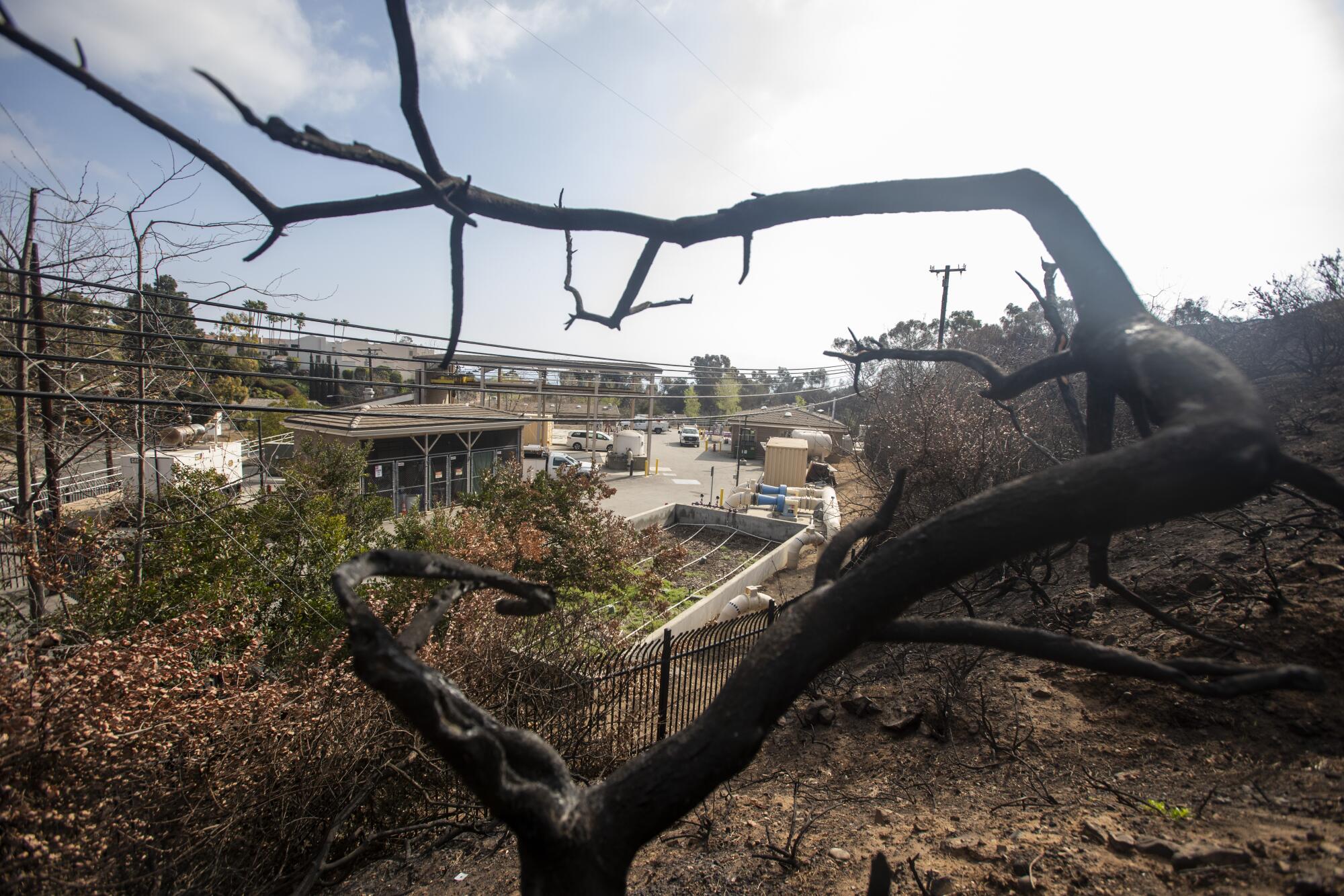 A view of a water treatment facility behind a burned tree