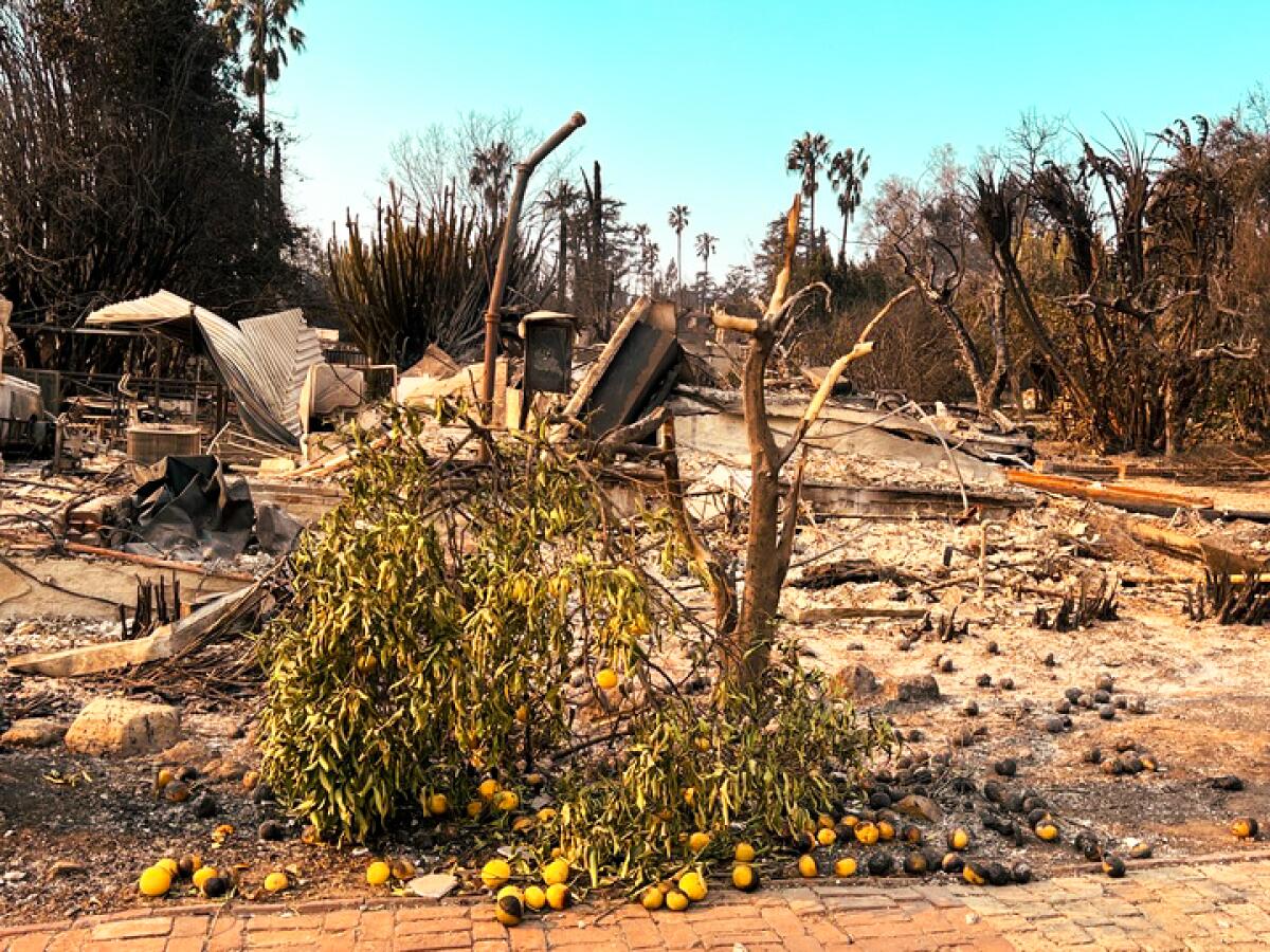 A scorched and broken lemon tree with scorched lemons scattered on the ground. 