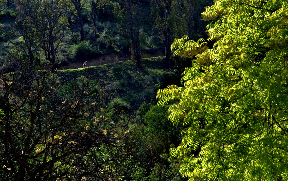 A serene green scene dotted with a single jogger.