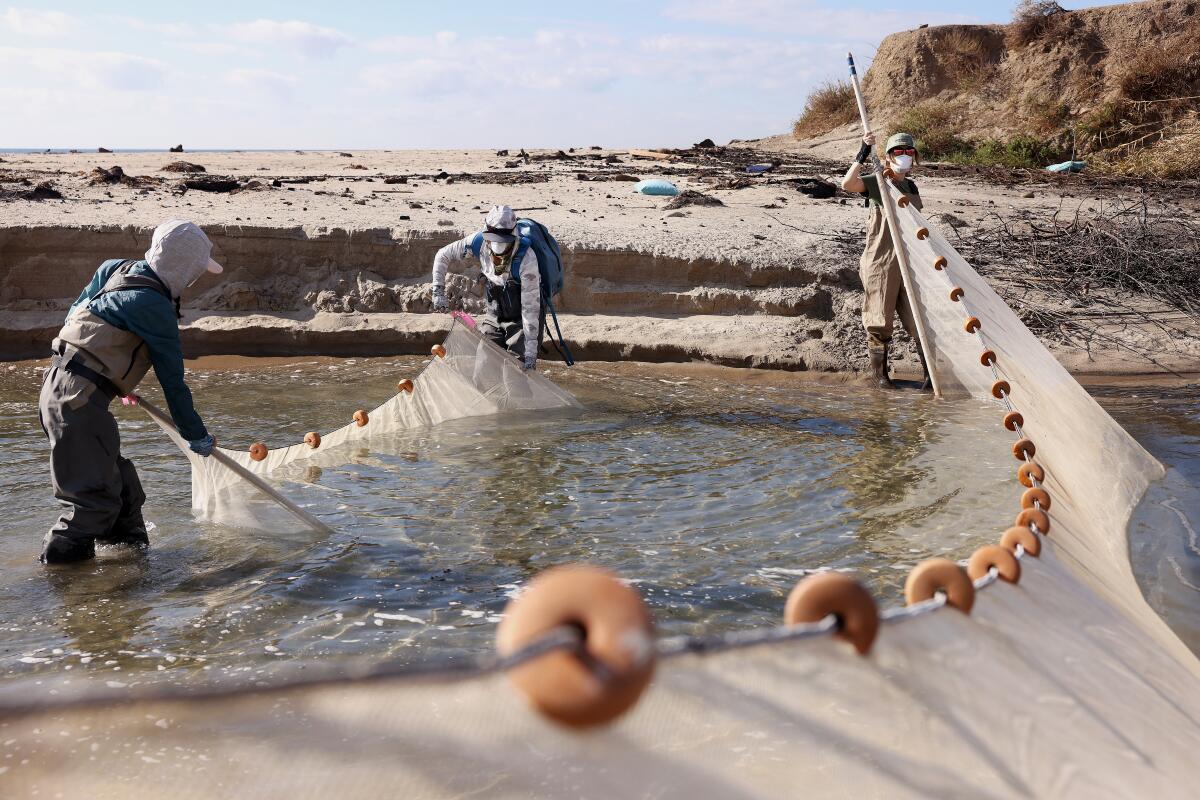 A couple of humans use a large net to capture fish in a small pool.