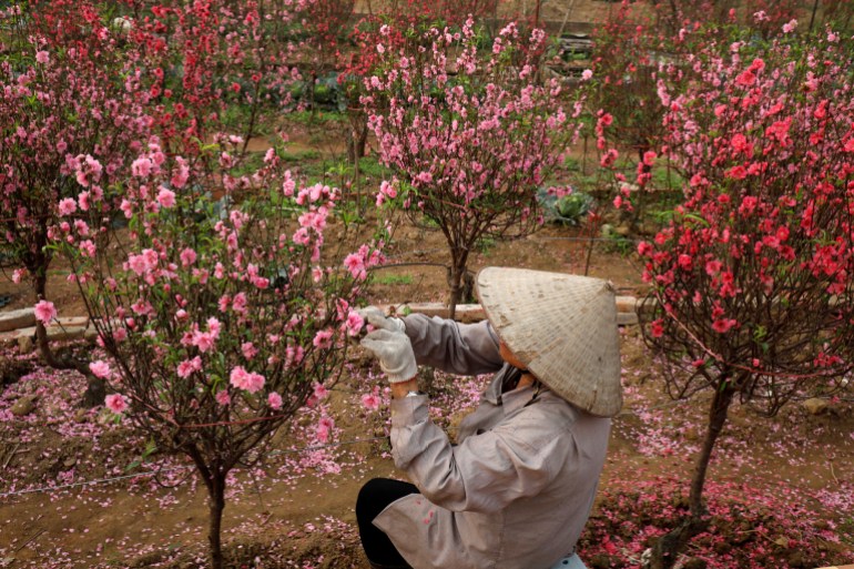 A Vietnamese farmer waits for customers ahead of the Vietnamese "Tet" (Lunar New Year festival) in a peach blossom flowers field in Hanoi, Vietnam, January 21, 2020. REUTERS/Kham