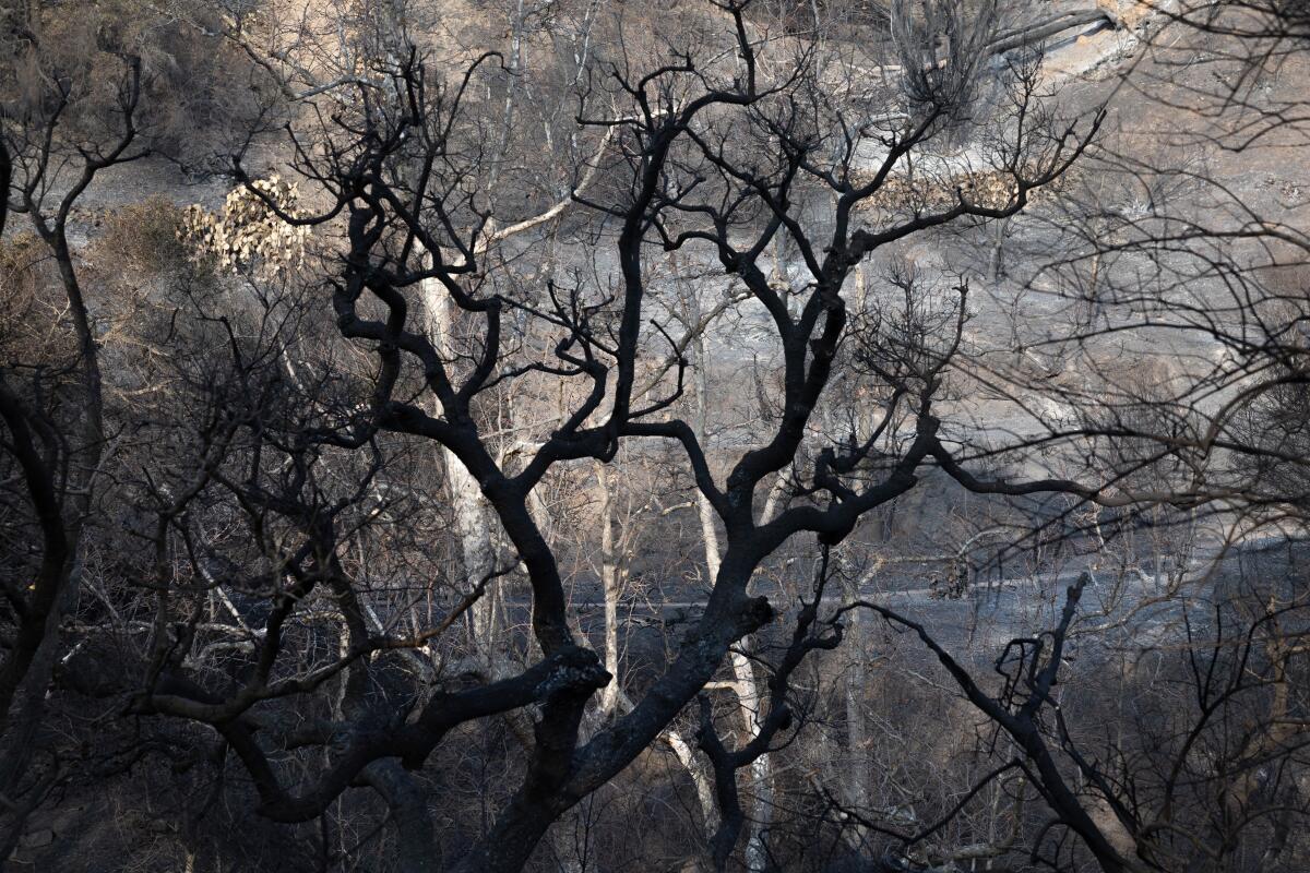 Charred trees cover the hillside along the Temescal Canyon trailhead.