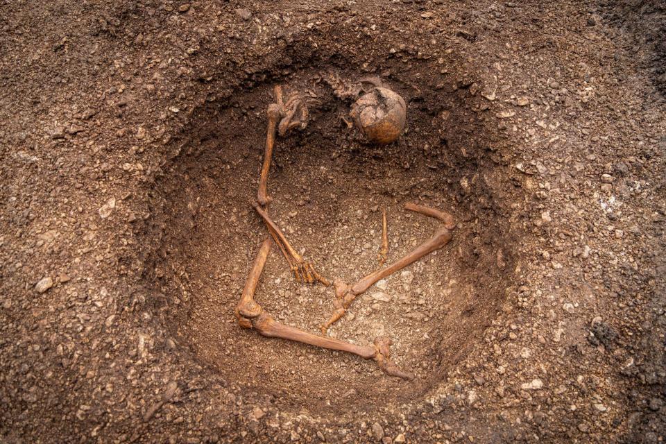 Skeleton unearthed during an archeological dig.