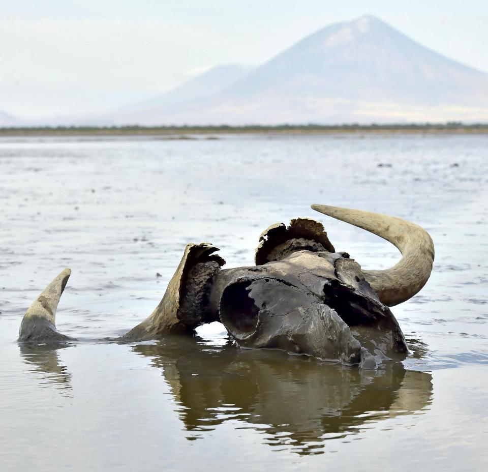 Wildebeest skull in shallow water with volcano in background.