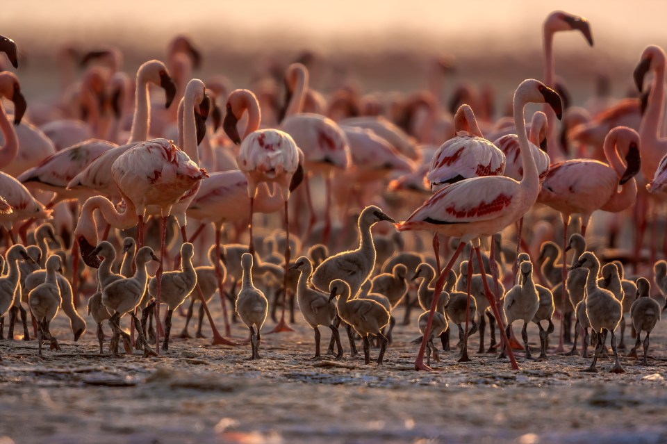 Flamingo chicks with adults at Lake Natron, Tanzania.