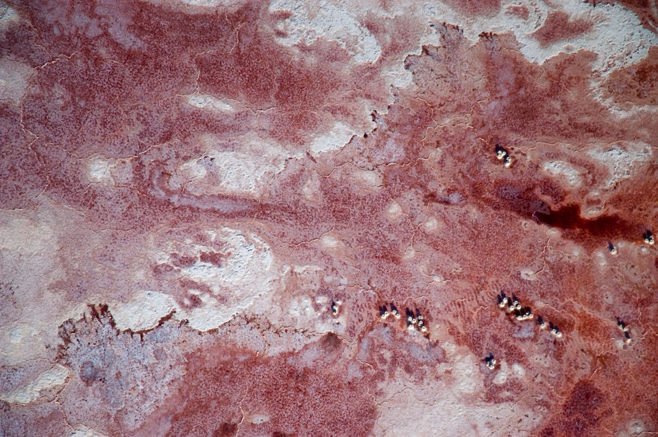 Aerial view of lesser flamingos nesting in Lake Natron, Tanzania.