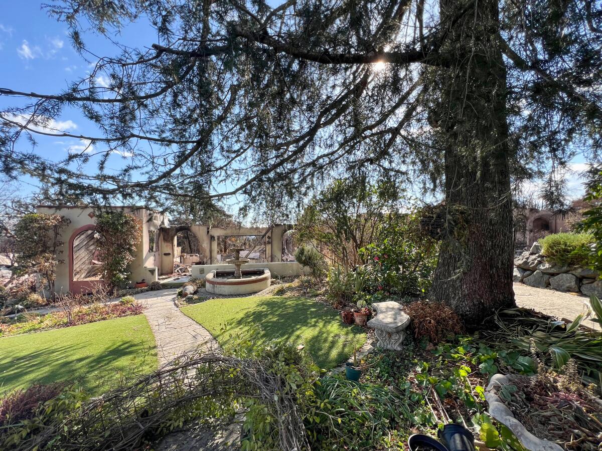 A deodar cedar and other plants stand unscathed in front of an Altadena home destroyed by the Eaton fire. 