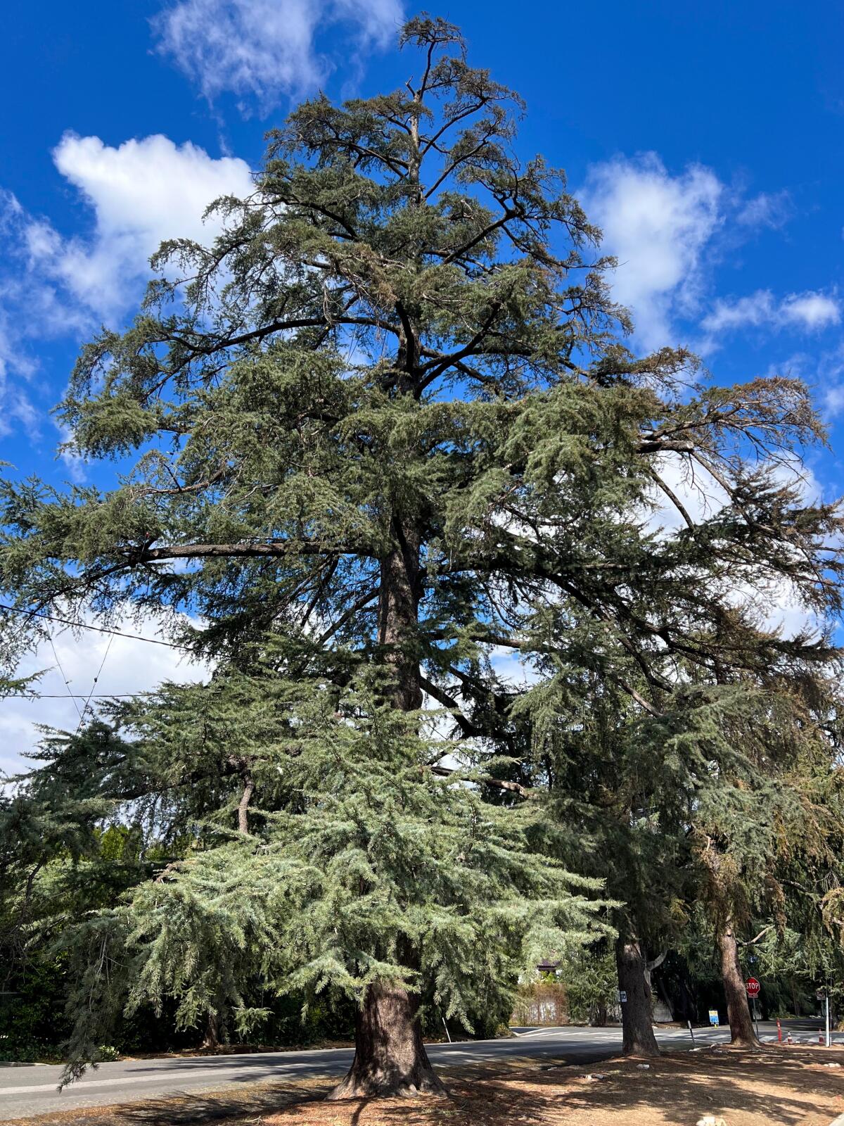 One of the towering 135 deodar cedars on Santa Rosa Avenue left relatively unscathed by the Eaton fire. 