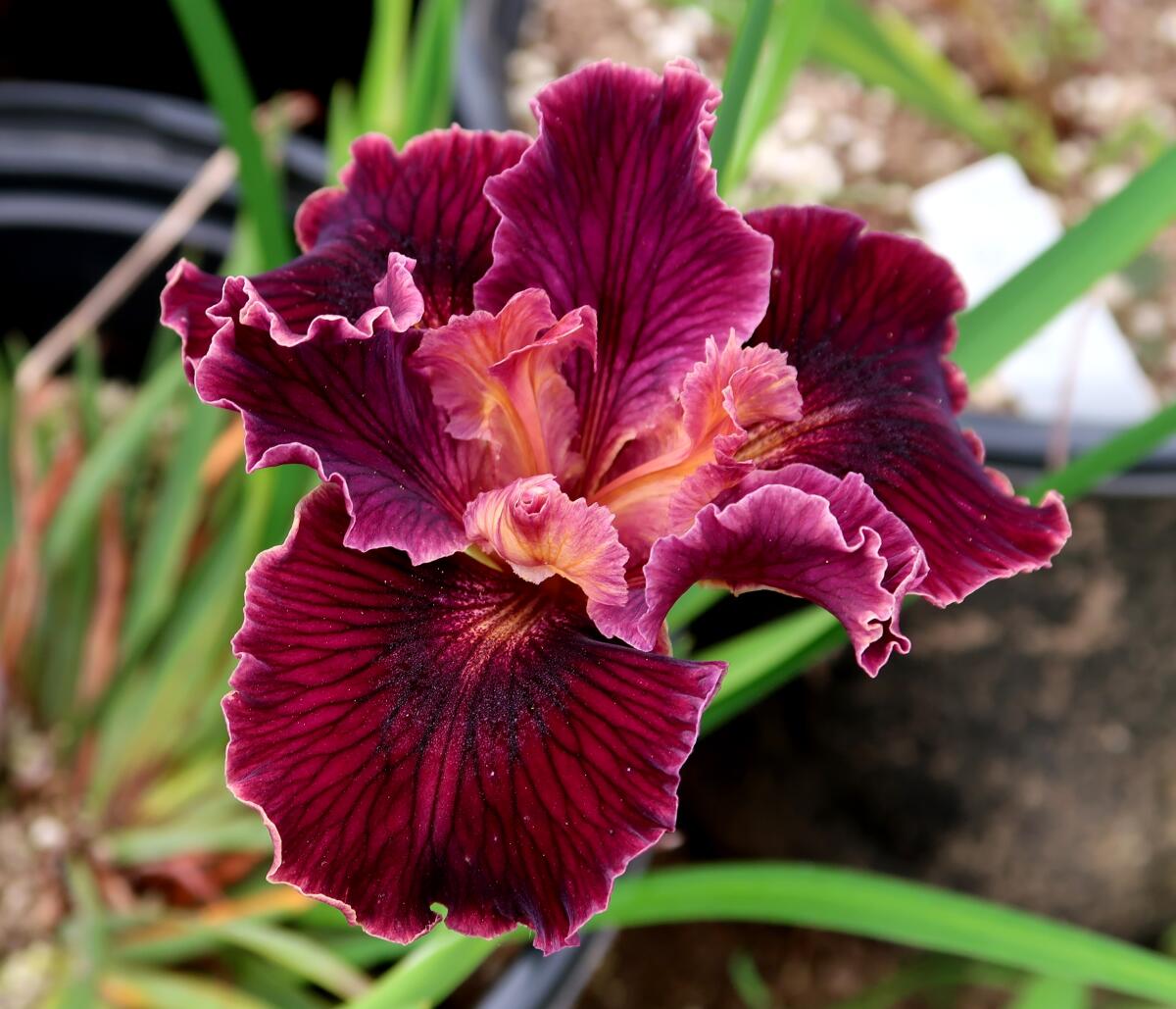 A native, burgundy red Pacific Coast iris with an apricot-colored center, known as Red Planet Iris. 