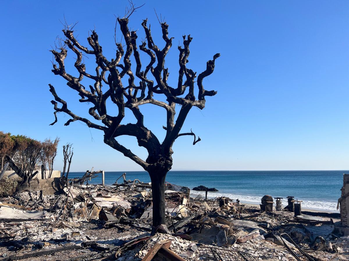 A charred tree at Pacific Coast Highway and Carbon Canyon Road. 