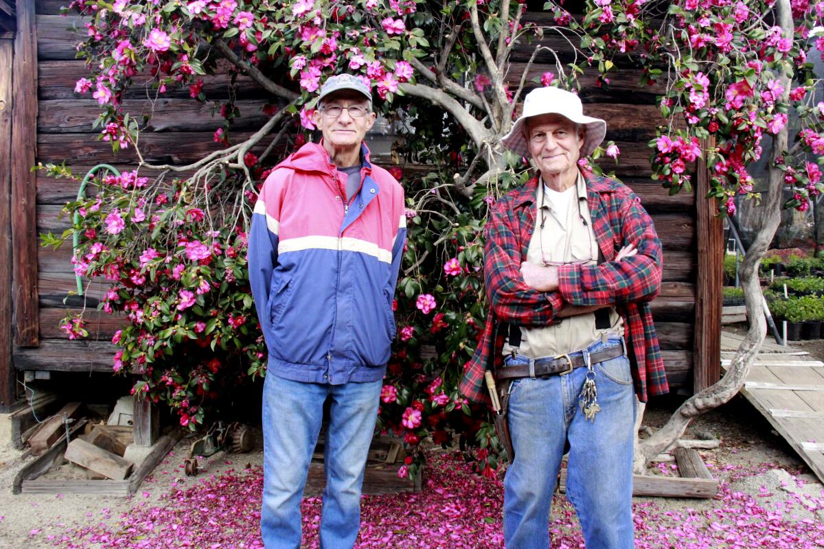 Two older men standing in front of a profusely blooming pink camellia and rustic wooden building. 