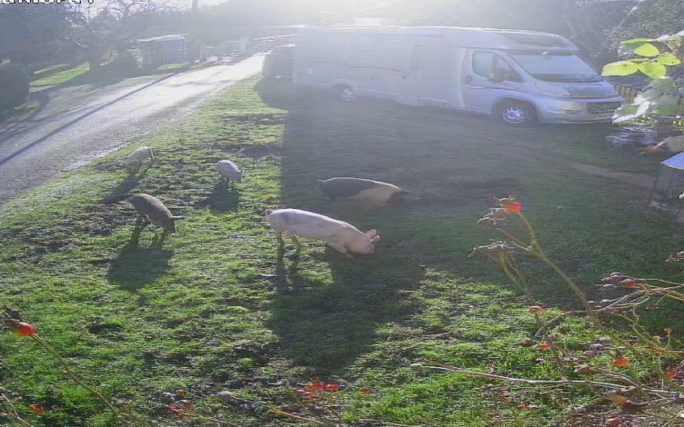 CCTV footage of pigs in a garden.