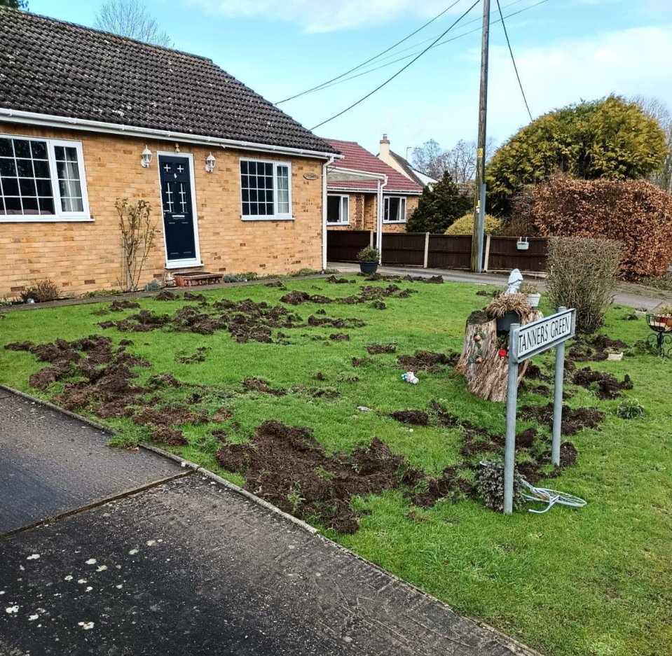 Pigs rooting up a lawn.