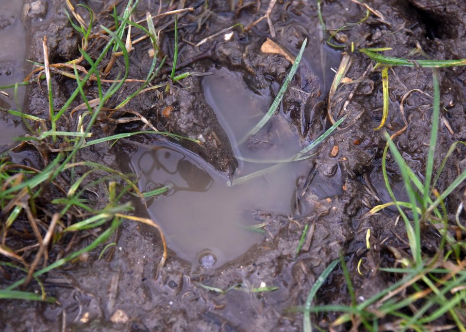 Pig's trotter print in mud.