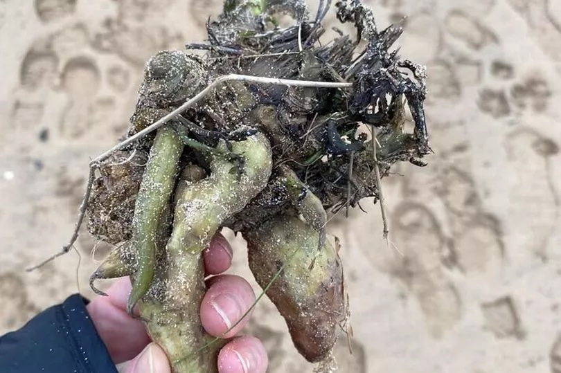 Hemlock water-dropwort root washed ashore on a beach.