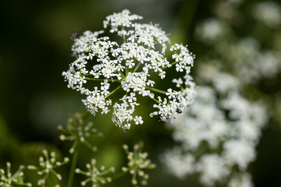 Close-up of hemlock flowers.