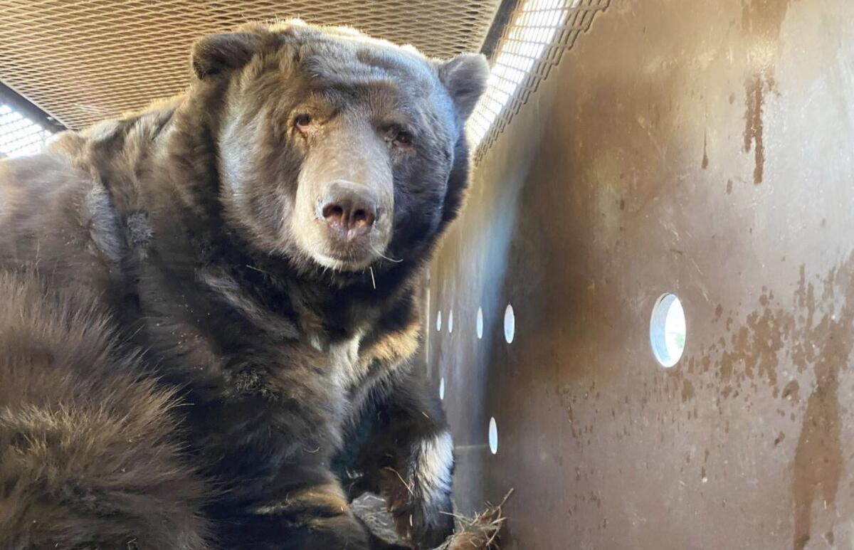 A 525-pound bear hiding under an Altadena home.