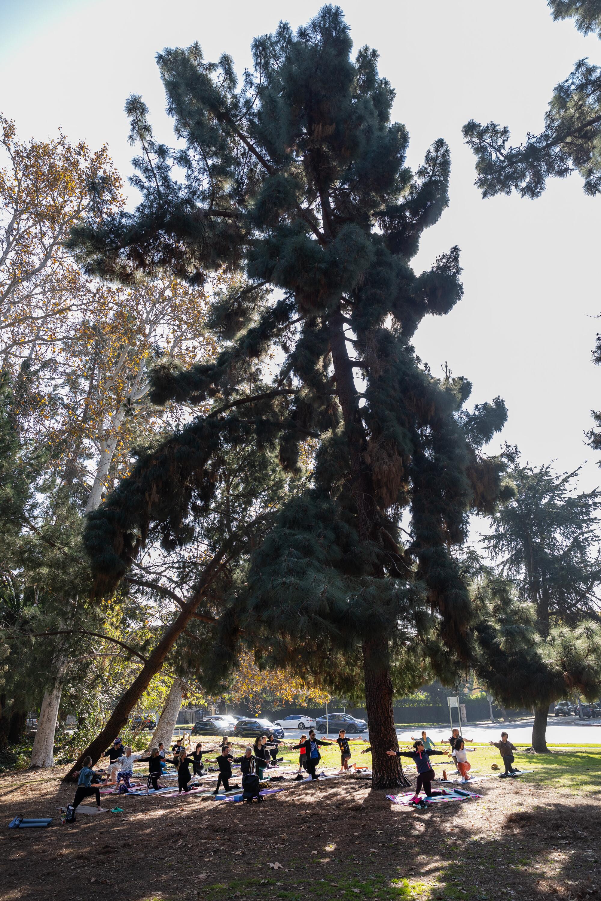 A yoga class under a large pine tree.