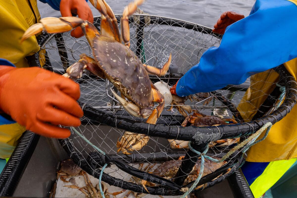 Crew members sort crabs in a net.