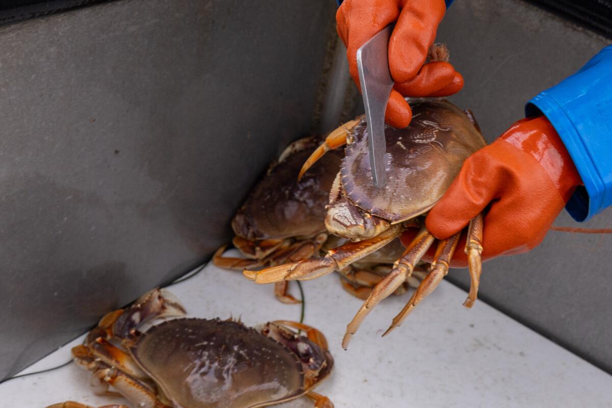 A crew member sizes crab on a fishing boat.