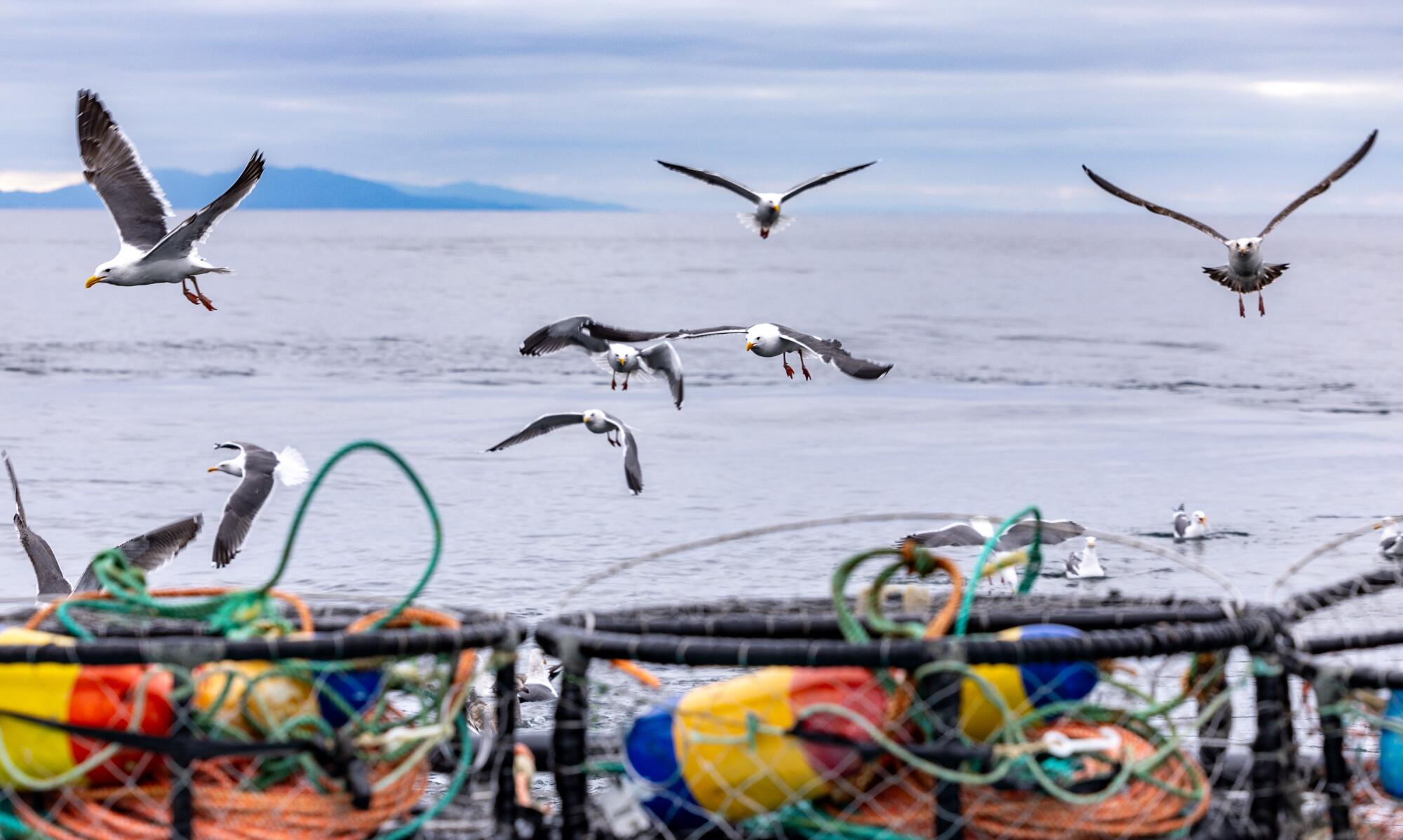 Seagulls gather off the aft of a fishing boat.