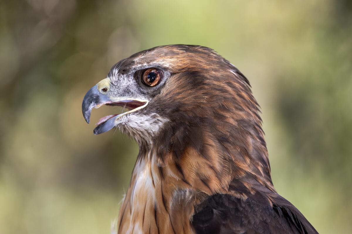 A red tail hawk.