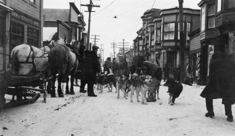 Alaska dogs