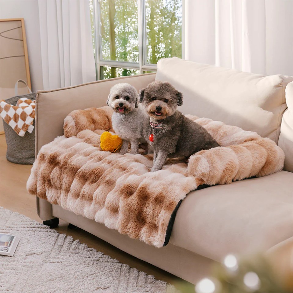 Two small dogs sitting on a fluffy tan pet bed on a couch.