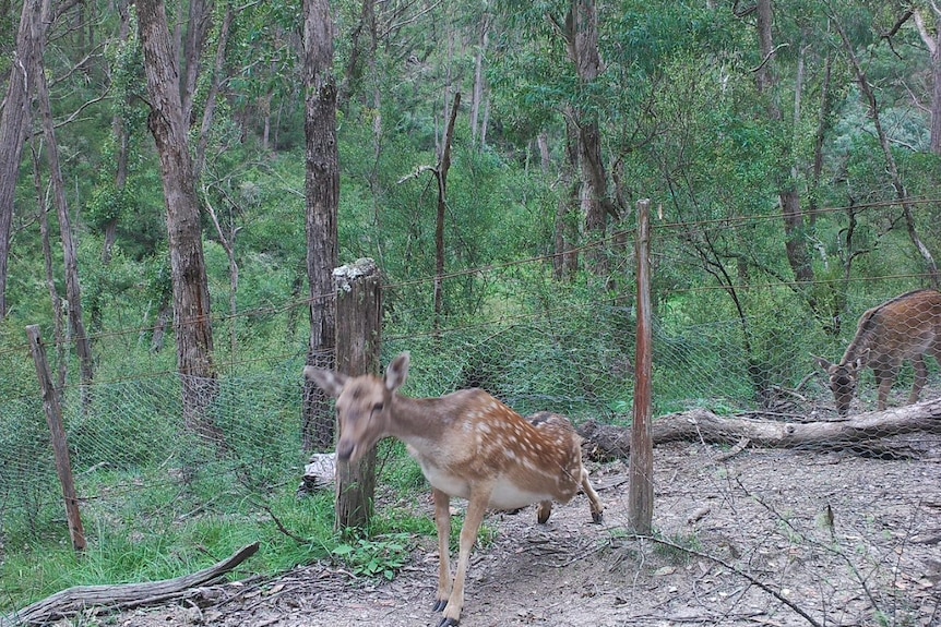 A deer pushes through a wire fence in bush land 