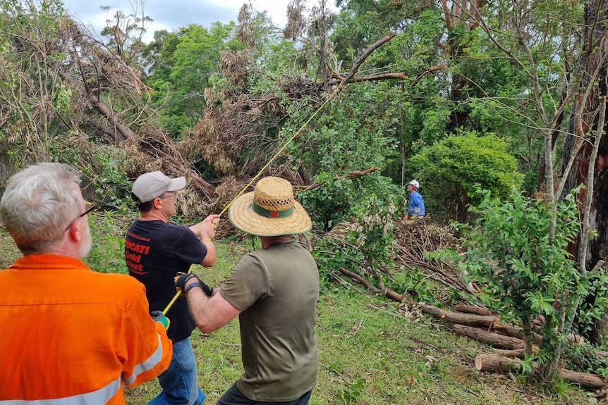 Four men try to pull a dangerous tree down