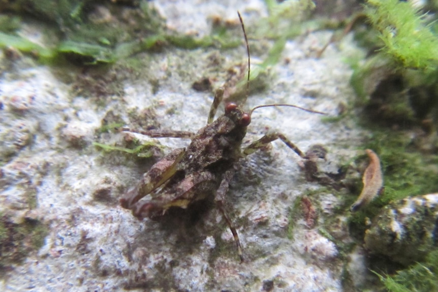 A camouflaged brown grasshopper on a mouldy white floor. 