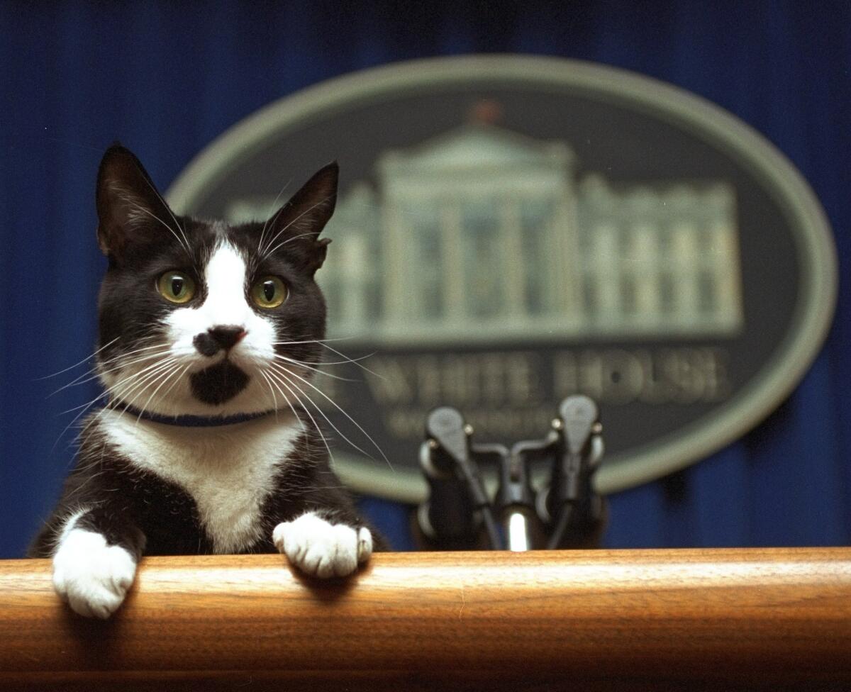 President Clinton's cat Socks peers over the lectern  in the White House briefing room in 1994.