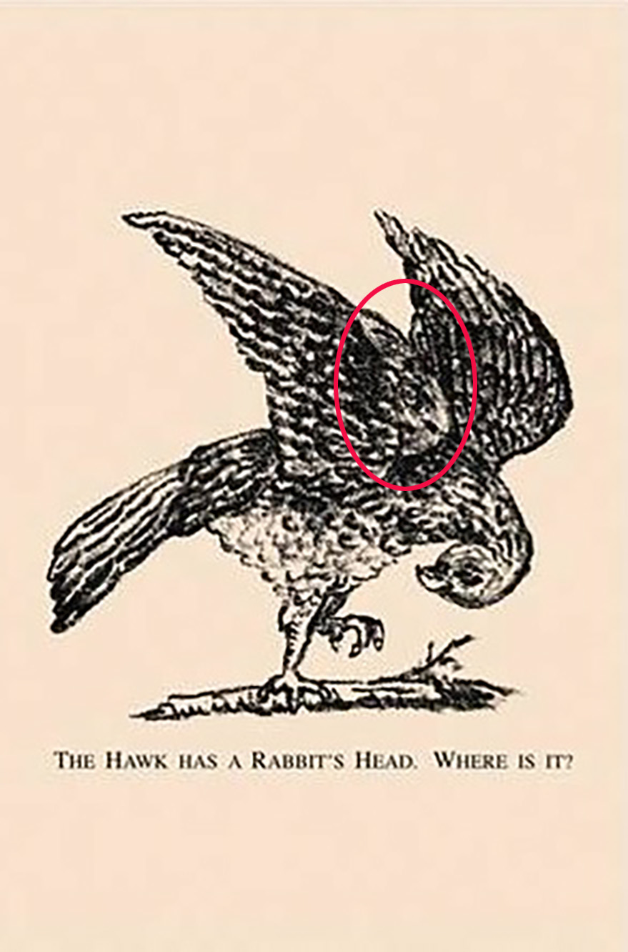 The rabbit is hidden between the hawk's wings