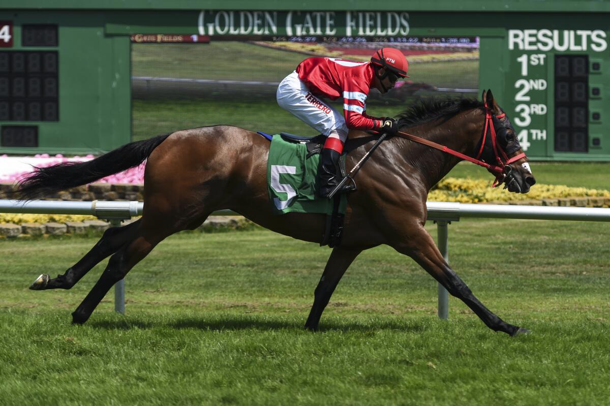 River Rose, with jockey Pedro Terrero riding, wins a race at Golden Gate Fields.