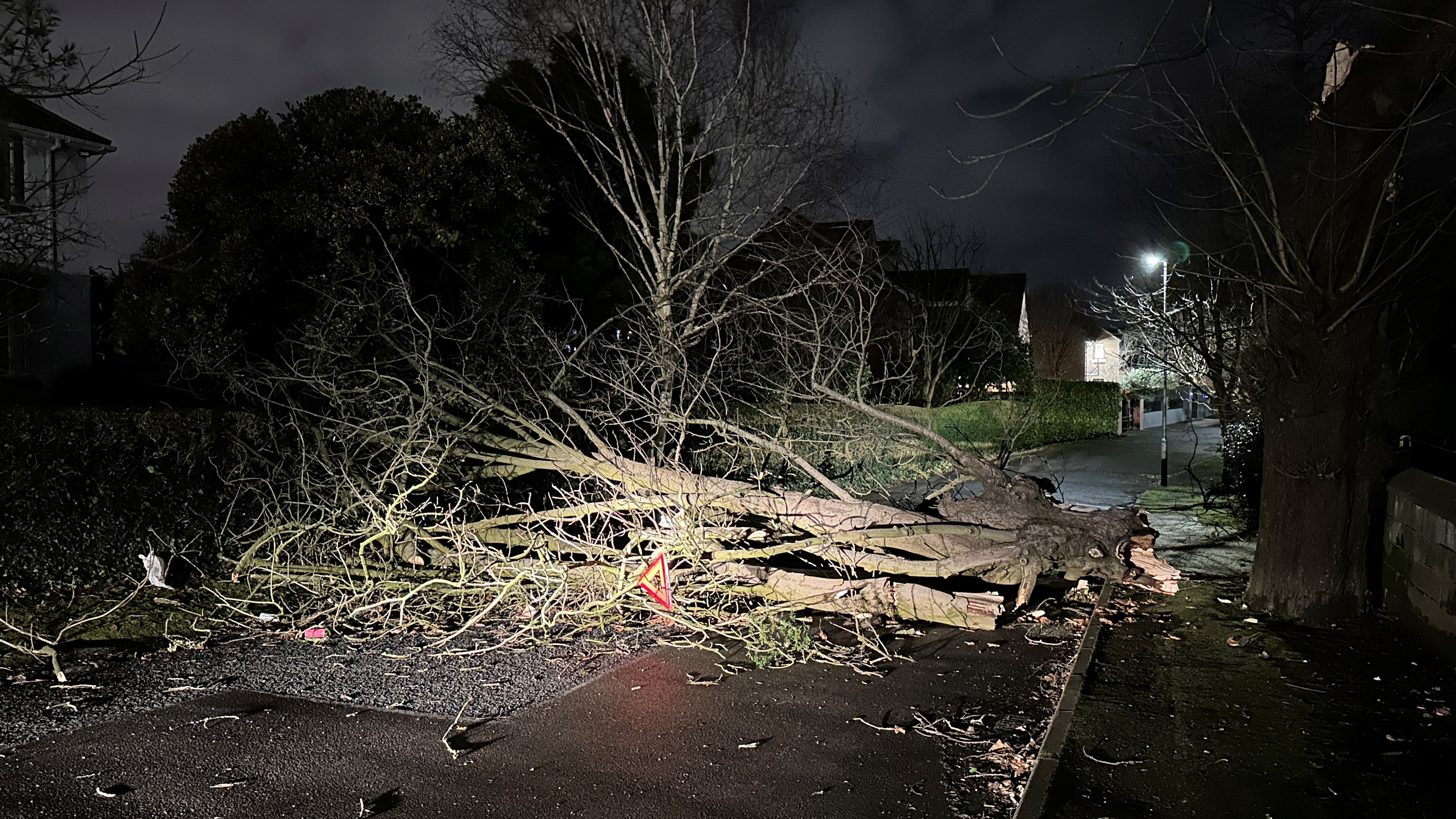 Trees have been falling down in South Belfast