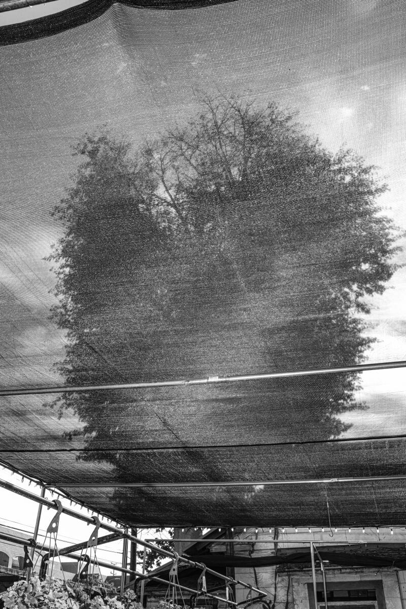 A floss silk tree towers over the Yamaguchi Bonzai Nursery.