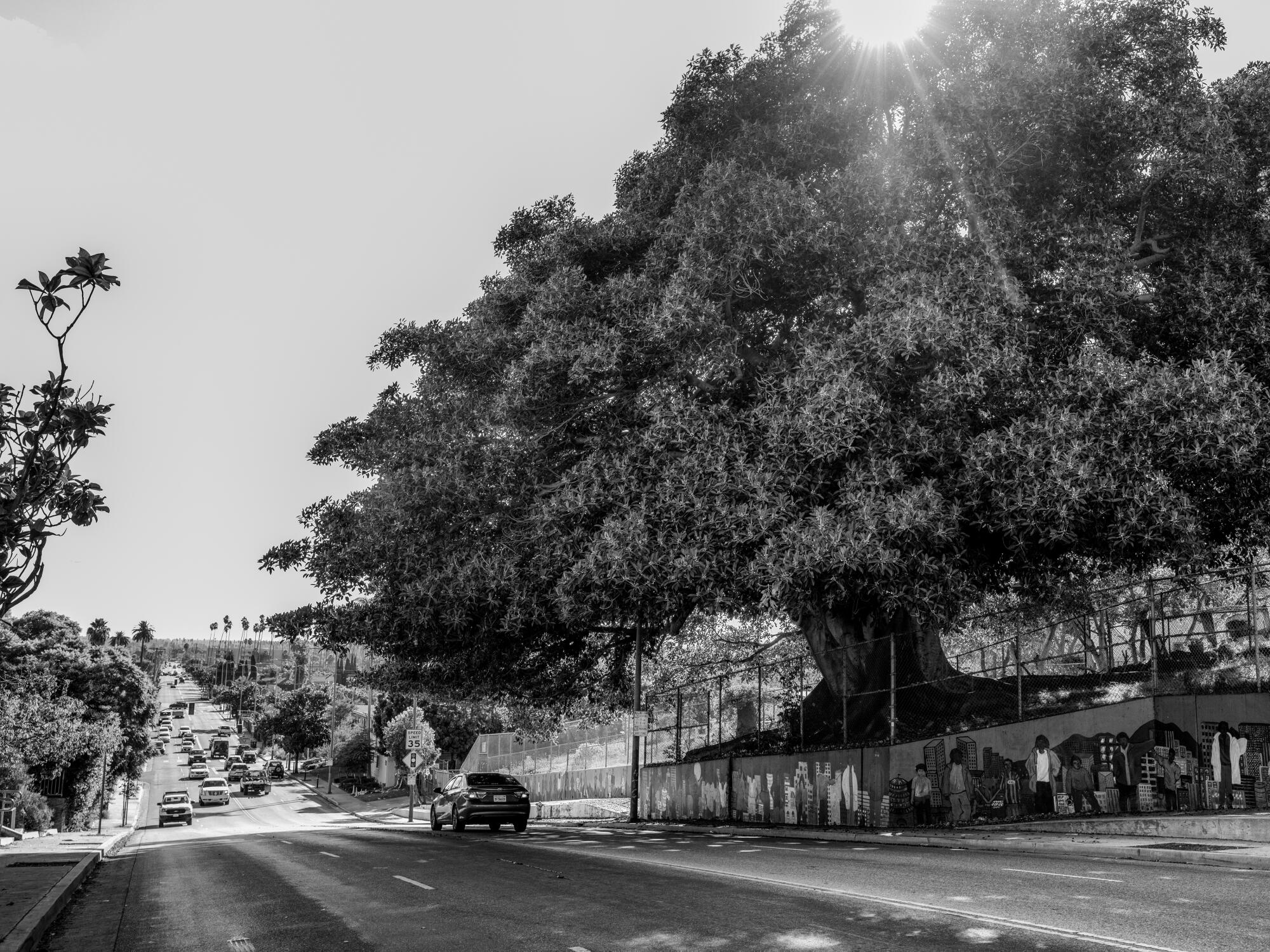 An excellent Moreton Bay fig tree at Mid-City's Prescott School.