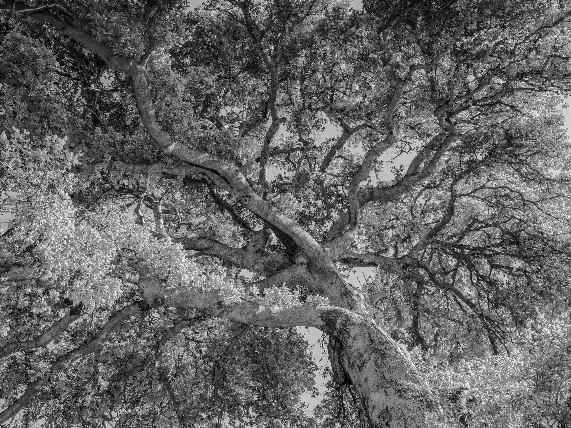 Among the oldest trees in Los Angeles, a coastal live oak at Orkutt Ranch.