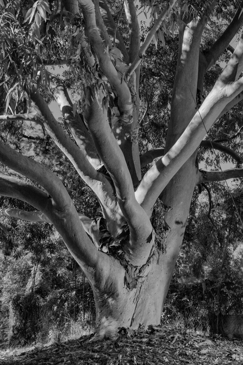 The champion rose gum tree.