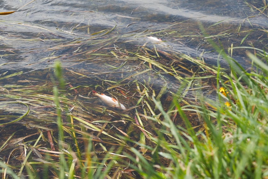 Two dead redfin fish