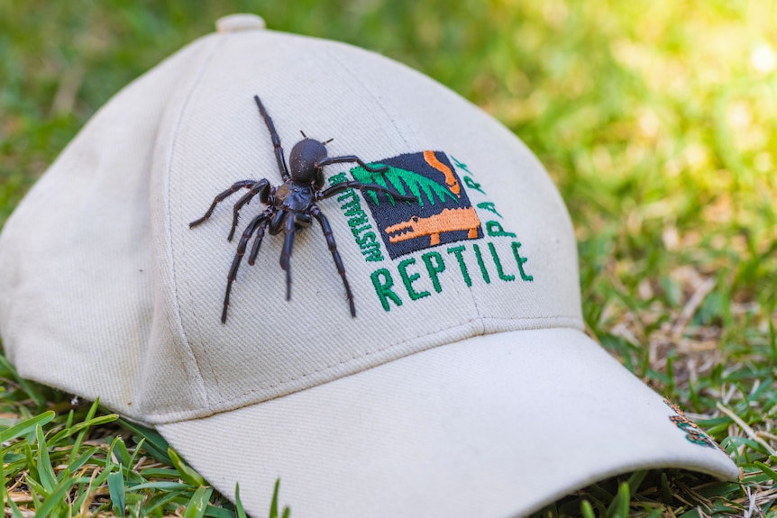 A funnel web spider on a white cap. 