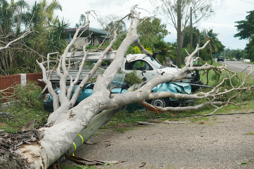 tree and power pole crushes two cars