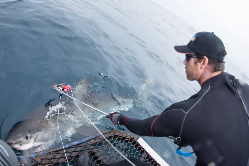 Charlie Huveneers attaches a camera to a great white shark.