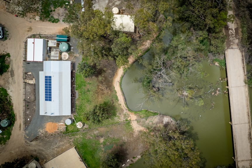 A green looking pond sits close to a property along the River Murray