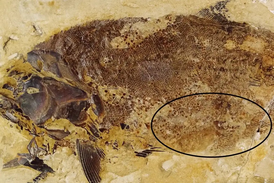 Researchers found evidence of cannibalism in ancient fish
