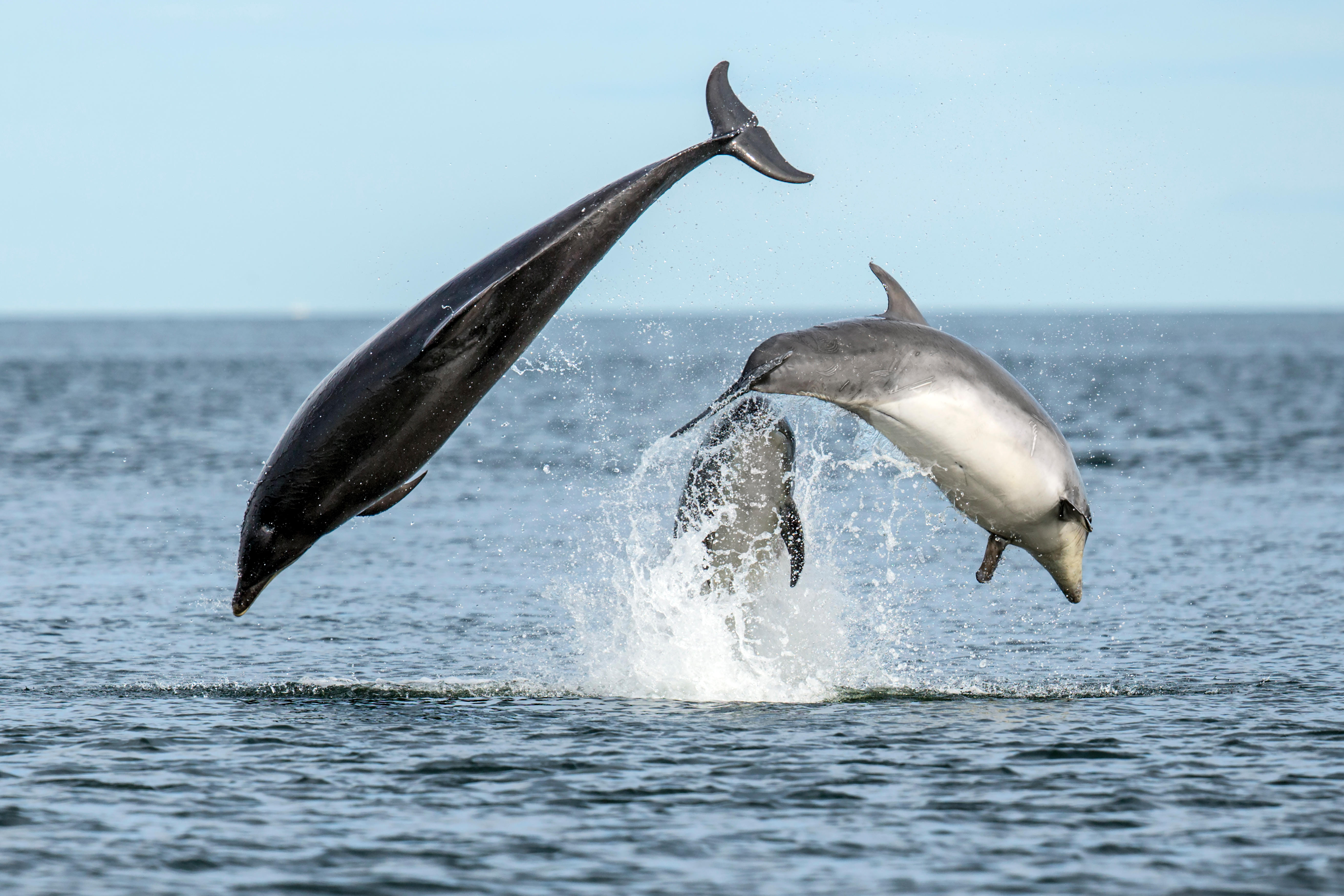 Nairn beach has a chance to spot some of the many resident dolphin pods