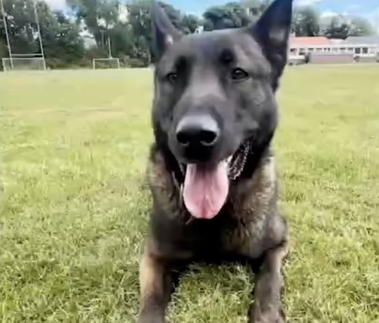 Luna the police dog caught a suspect on the run