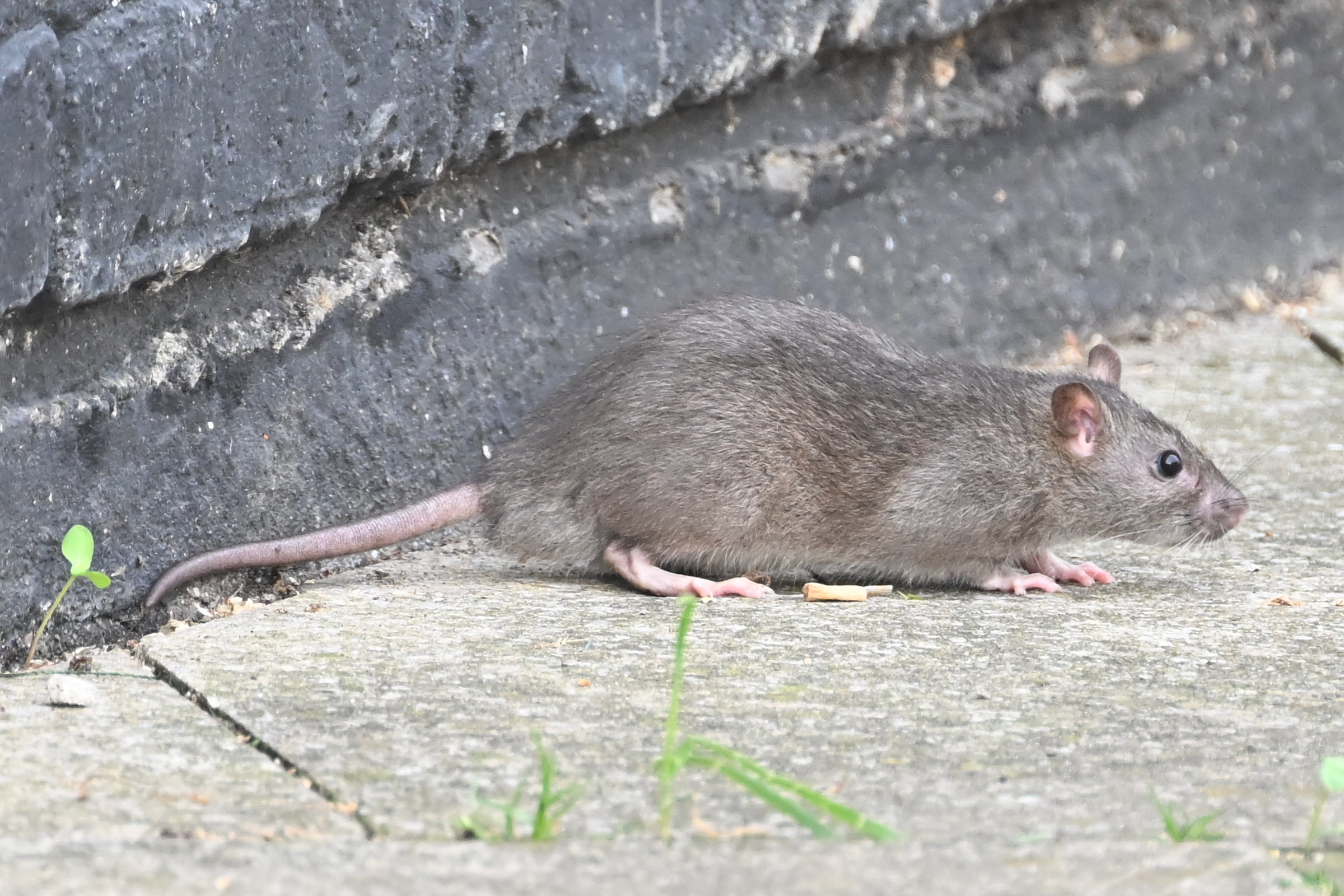 Rats are reportedly invading homes across the UK