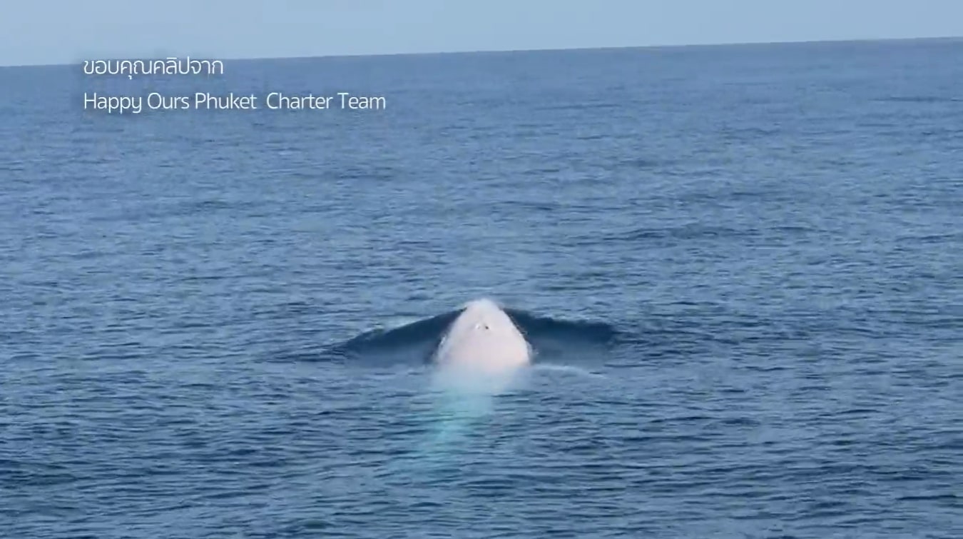 Tourists spotted the whale while on a charter boat